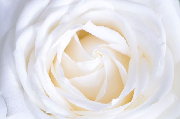 白のイメージ・白いバラ